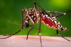 mosquito photograph from CDC Public Health Image Library
